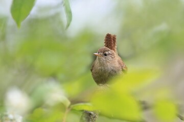 A cute Eurasian wren in the nature habitat. (Troglodytes troglodytes). Very small bird. Wildlife scene from czech nature.