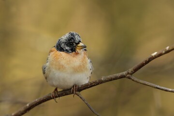 Brambling (Fringilla montifringilla) in natural habitat in Czech republic. Songbird sitting on the branch