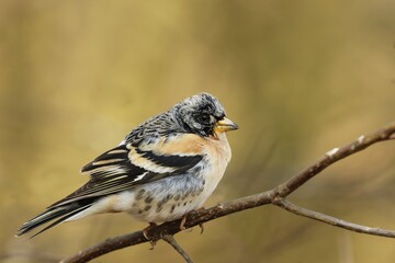 Brambling (Fringilla montifringilla) in natural habitat in Czech republic. Songbird sitting on the branch