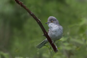 A barred warbler (Sylvia nisoria) sits on  a blackberry twig. songbird in the nature habitat.