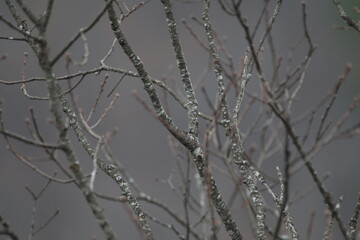 Ozark National Forest Arkansas, USA