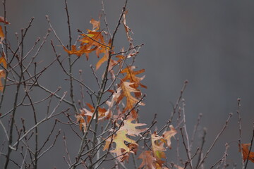 Ozark National Forest Arkansas, USA