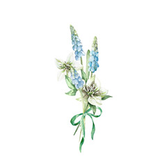 Muscari and hellebore flower bouquet with green bow. Illustration with blue flowers, leaves of spring plants hand painted with watercolor and isolated on white background. Elements for design