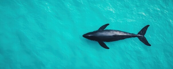 Obraz premium World whale day with marine and habitat idea. Majestic whale swimming in crystal-clear turquoise waters.