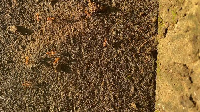 A grumbling ant (Anoplolepis gracilipes) is walking on rocks. Red ants live in trees.