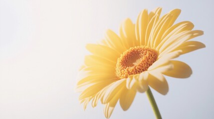 Naklejka premium A close up view of a yellow gerbera daisy with soft petals and a bright center