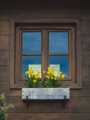 A charming rustic wooden window adorned with vibrant yellow daffodils in a weathered planter box. The reflection in the glass adds depth and warmth.