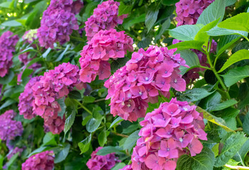 Obraz premium Hydrangea macrophylla shrub with bright purple flower heads.