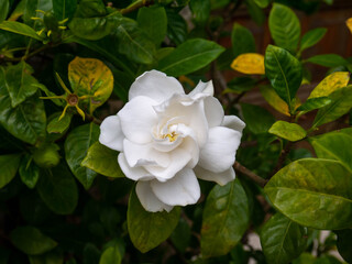 Gardenia beautiful white fragrant flower in the garden