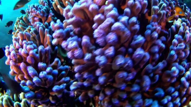 vibrant coral reef teeming with colorful fish and marine life