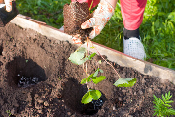 Fototapeta premium A woman plants strawberries in the garden. Garden garden