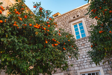 Green plants with orange fruit in the ancient city of Dubrovnik. Two trees growing in front of the front of the house.