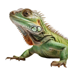 Fototapeta premium Green iguana lizard on transparent background 