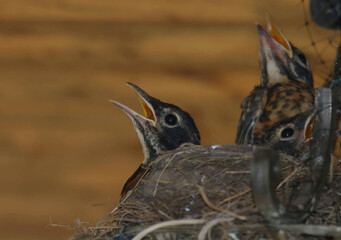 Baby robins in nest