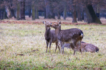 Sika deer - Cervus nippon, doe and mouflon in meadow and forest. Photo from wild nature