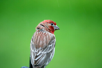 House finch with green background