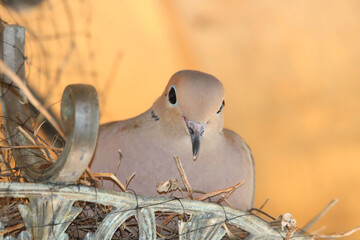 Mourning dove in nest