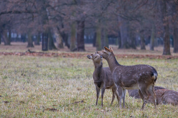 Sika deer - Cervus nippon, doe and mouflon in meadow and forest. Photo from wild nature