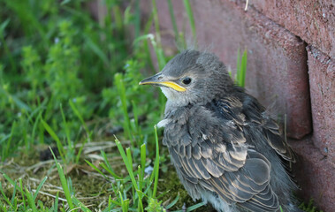 Fledged robin