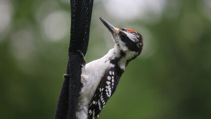 Downy woodpecker on net feeder
