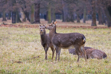Sika deer - Cervus nippon, doe and mouflon in meadow and forest. Photo from wild nature
