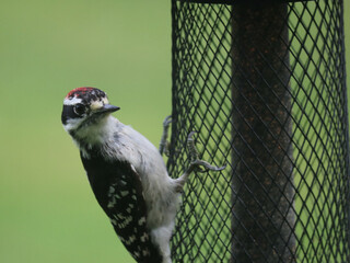 Downy woodpecker on feeder