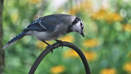 Reflective blue jay