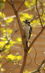 Downy perched in bush