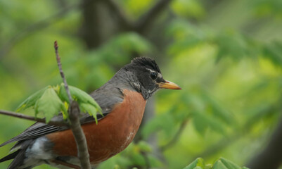 Robin in tree