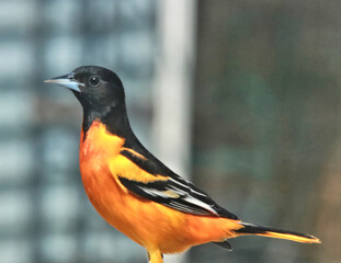 Boston oriole