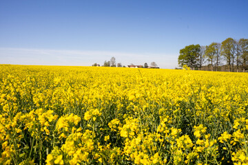 Obraz premium Rapeseed field and pure blue sky