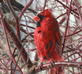 Wet Cardinal facing sideways