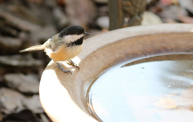 Chickadee on birdbath