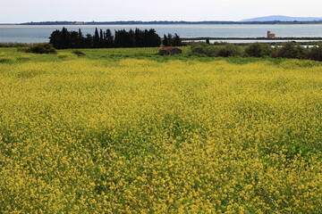 A view of rapeseed fields, the Vic pond and the old pumping station from the Bouffie path (Salines natural site - Villeneuve-lès-Maguelone - Hérault - France)