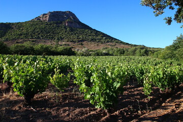 The Cabrières vineyards at the foot of Mont Vissou at the end of May (Hérault, France)