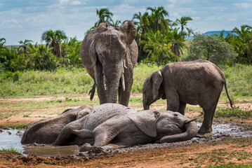 Fototapeta premium Une famille éléphant prend un bain de boue dans le Serengeti, Tanzanie, une mère et un bébé encore debout en train d'attendre