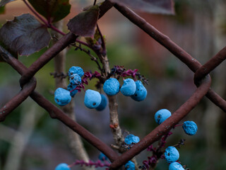A blueberry bush with blue berries on it