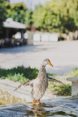Duck swimming in the pond and flying spray