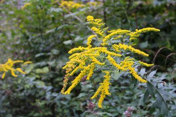 Pianta angiosperma fiorita Solidago Canadensis o Verga d'oro del Canada astaraceae