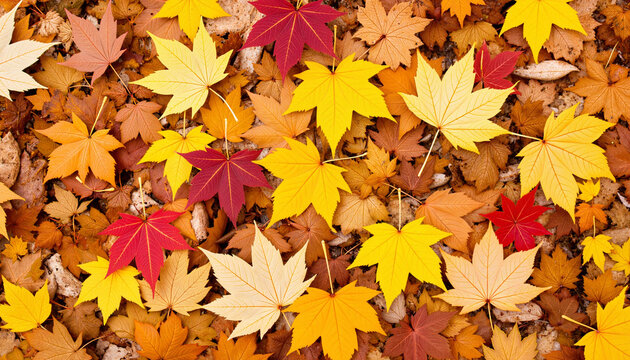 Colorful autumn leaves scattered on forest floor, nature's beauty