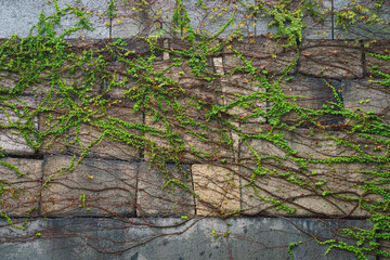 Osaka, Japan - Sep 22 2024, close up view of the old fortress wall covered with greenery consisting of large hewn stones, on the territory of Osaka Castle, Osaka, Japan