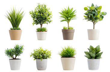 Fototapeta premium Set of potted plants in pots