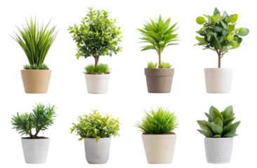 Set of potted plants in pots