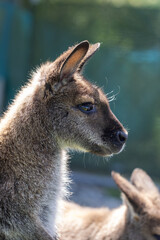 Cute fluffy wallaby in the park. Marsupial mammals. Australia