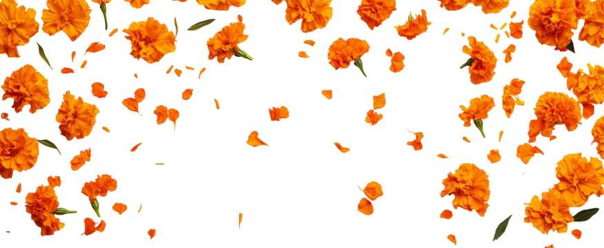 Marigold Shower: A captivating cascade of vibrant orange marigold flowers and petals gracefully falls against a blank canvas. The image evokes a sense of celebration, abundance.
