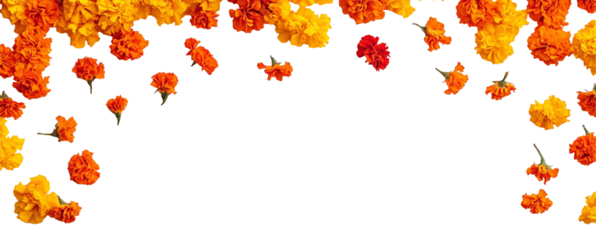 Marigold Floral Frame:  A vibrant and cheerful border of bright orange and yellow marigold blossoms arranged in a cascading, asymmetrical pattern against a clean, white background.  