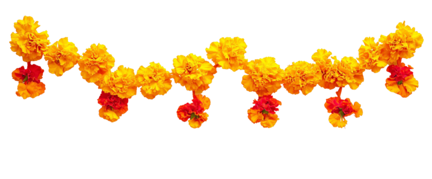 Marigold Garland Decoration: Vibrant marigold flower garland, a traditional decorative element, perfect for festive occasions and celebrations.