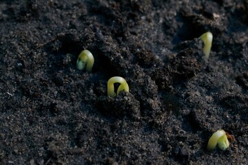 young plant seedlings sprouting from fertile soil