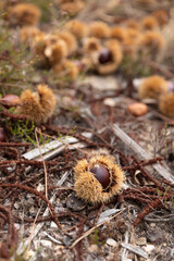 Chestnut hedgehogs on the ground