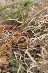 Chestnut hedgehogs on the ground